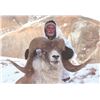 Image 2 : 521 #DIN-21 Hume Argali or Tian Shan Argali  (Hunter’s Choice), Kyrgyzstan
