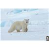 Image 3 : 522 #DIN-22 Polar Bear Hunt, Nunavut