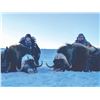 Image 2 : 602 #PREM-02 Barren Ground Muskox Spring Hunt,  Nunavut