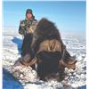 Image 4 : 602 #PREM-02 Barren Ground Muskox Spring Hunt,  Nunavut