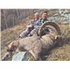 Image 1 : 604 #PREM-04 Sayan Ibex Hunt, Russia