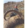 Image 3 : 604 #PREM-04 Sayan Ibex Hunt, Russia