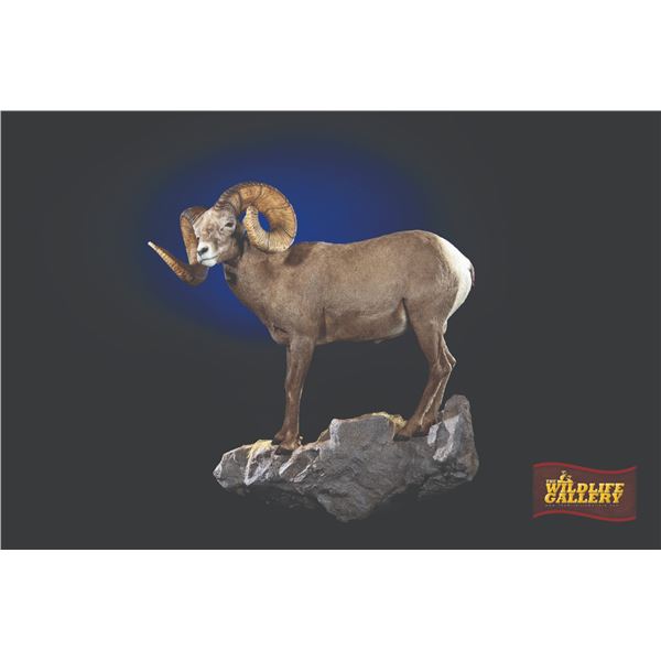 607 #PREM-07 Life-Size North American Sheep  Mount