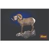 Image 1 : 607 #PREM-07 Life-Size North American Sheep  Mount