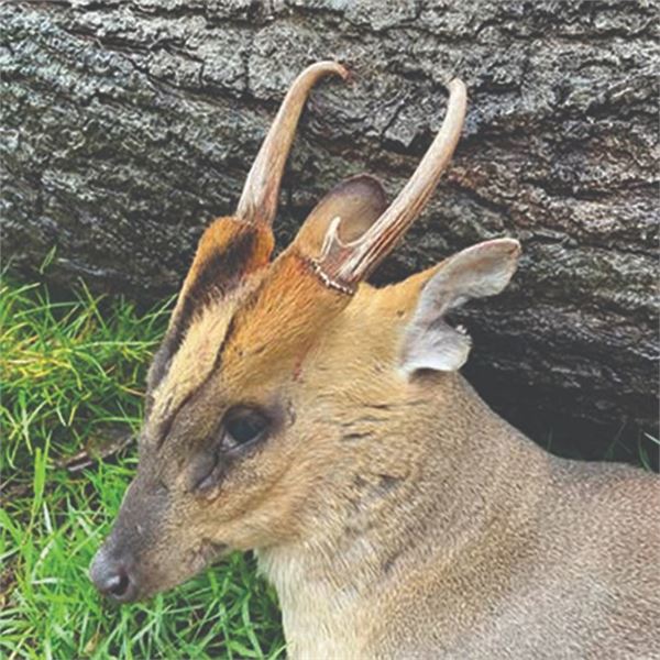 612 #PREM-12 Muntjac & Roe Deer Hunt, England