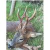 Image 3 : 612 #PREM-12 Muntjac & Roe Deer Hunt, England