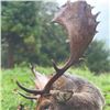 Image 4 : 612 #PREM-12 Muntjac & Roe Deer Hunt, England
