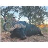 Image 8 : 613 #PREM-13 Bucket List Africa Hunt for Four Hunters, Limpopo