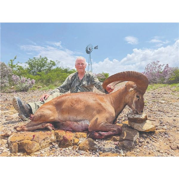 616 #PREM-16 Armenian Mouflon Hunt, Texas