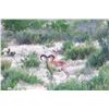Image 3 : 616 #PREM-16 Armenian Mouflon Hunt, Texas