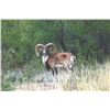 Image 4 : 616 #PREM-16 Armenian Mouflon Hunt, Texas