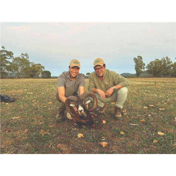 706 #SLA-06 Iberian Mouflon Sheep, Iberian Red Deer, or Fallow Deer Hunt  for ONE or TWO Hunters, Sp