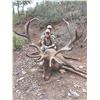 Image 2 : 706 #SLA-06 Iberian Mouflon Sheep, Iberian Red Deer, or Fallow Deer Hunt  for ONE or TWO Hunters, Sp