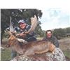 Image 3 : 706 #SLA-06 Iberian Mouflon Sheep, Iberian Red Deer, or Fallow Deer Hunt  for ONE or TWO Hunters, Sp