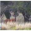 Image 3 : 709 #SLA-09 Northern Patagonia Hunt for FOUR Hunters, Argentina
