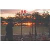 Image 5 : 709 #SLA-09 Northern Patagonia Hunt for FOUR Hunters, Argentina