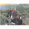 Image 1 : 718 #SLA-18 European Mouflon Hunt, Spain