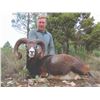 Image 2 : 718 #SLA-18 European Mouflon Hunt, Spain