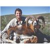 Image 3 : 718 #SLA-18 European Mouflon Hunt, Spain