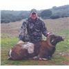 Image 4 : 718 #SLA-18 European Mouflon Hunt, Spain
