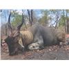 Image 2 : 721 #SLA-21 Livingston Eland Hunt, Mozambique