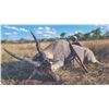 Image 3 : 721 #SLA-21 Livingston Eland Hunt, Mozambique