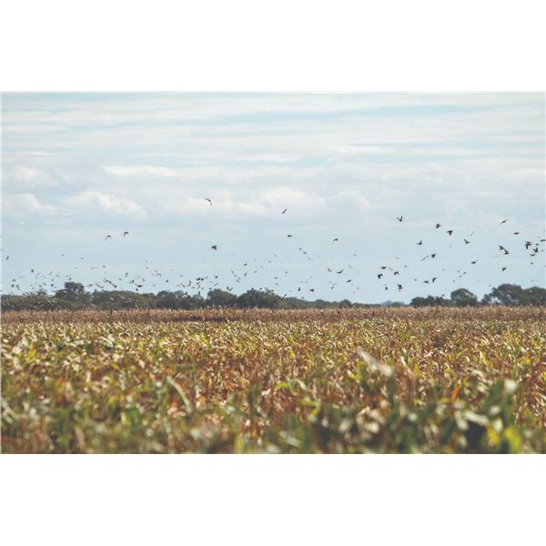 722 #SLA-22 Dove Hunt for FOUR, Argentina