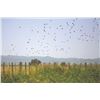 Image 4 : 731 #SLA-31 High Volume Dove Shooting for Six Hunters, Argentina