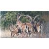 Image 4 : 734 #SLA-34 Beceite Ibex Hunt for TWO Hunters,  Spain