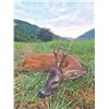 Image 5 : 742 #SLA-42 Roe Deer, Golden Jackal and Fallow Deer or Wild Boar, Macedonia