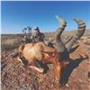 Image 7 : 743 #SLA-43 15 Animal Plains Game Hunt for Two, South Africa