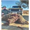 Image 2 : 744 #SLA-44 Hunt Iran’s Prehistoric Beasts – Wild Boar Hunt, Iran