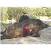 Image 4 : 744 #SLA-44 Hunt Iran’s Prehistoric Beasts – Wild Boar Hunt, Iran