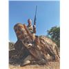 Image 2 : 748 #SLA-48 Three-Day Giraffe Hunt, South Africa