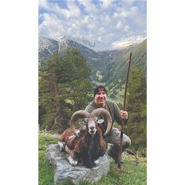 756 #SLA-56 Iberian (European) Mouflon Hunt and Barcelona City Tour, Spain