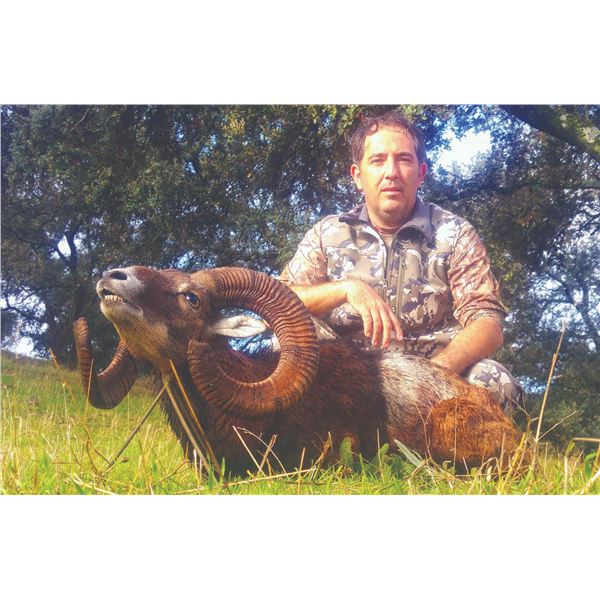 774 #SLA-74 European Mouflon Hunt, Spain