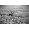 Image 4 : 777 #SLA-77 Red Stag Hunt for Two Hunters, Argentina