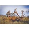 Image 5 : 777 #SLA-77 Red Stag Hunt for Two Hunters, Argentina