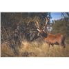 Image 6 : 777 #SLA-77 Red Stag Hunt for Two Hunters, Argentina