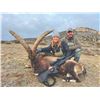 Image 3 : 788 #SLA-88 Five-Day Big Game Hunt for Two Hunters & Two Non-Hunters, Spain