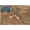 Image 6 : 797 #SLA-97 Ten-Day Hunting Safari for Three Hunters, South Africa