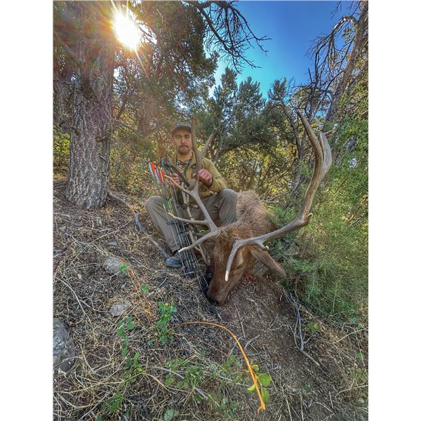 5-day Fully Guided Colorado Archery Elk Hunt for 1 with Resilient Outfitters