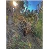 Image 1 : 5-day Fully Guided Colorado Archery Elk Hunt for 1 with Resilient Outfitters