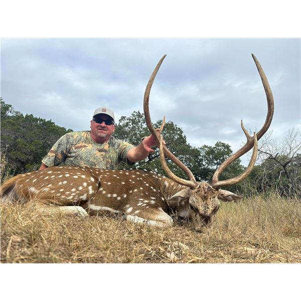 Texas Trophy Axis Buck Hunt for One Hunter and One Guest with Pope Brothers Guide Service