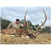 Image 1 : Texas Trophy Axis Buck Hunt for One Hunter and One Guest with Pope Brothers Guide Service