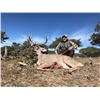Image 1 : 5-Day Couse Deer Hunt in Aguascalientes, Mexico for 1 with Torrecillas Ranch