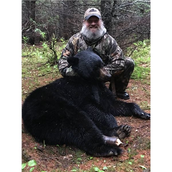Canadian Bear Hunt for 1 with Tobique Valley Outfitters