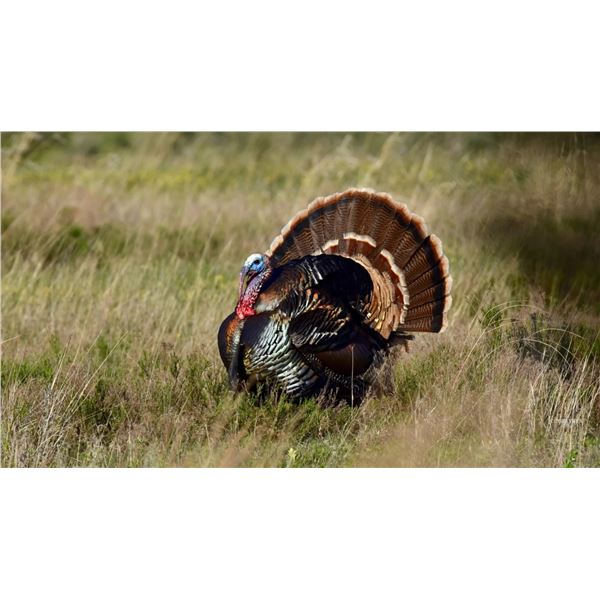 Oklahoma Rio Hunt for 2 Hunters