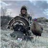Image 1 : One-of-a-Kind North Dakota Spring Turkey Tag- 2026
