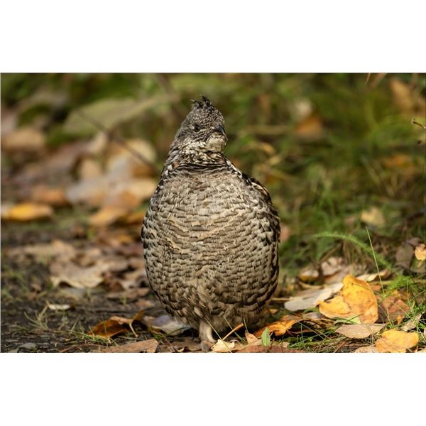 Ruffed Grouse/Woodcock Hunt in Michigan for 2 Hunters